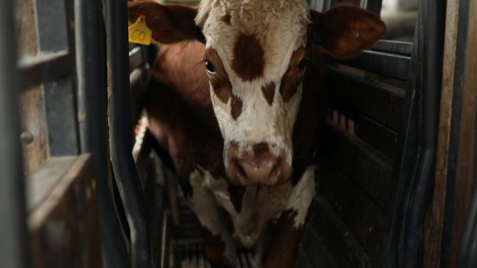 牛群在谷仓里被逼得走投无路