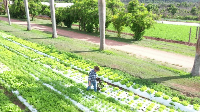 有机农场种植菜地土地