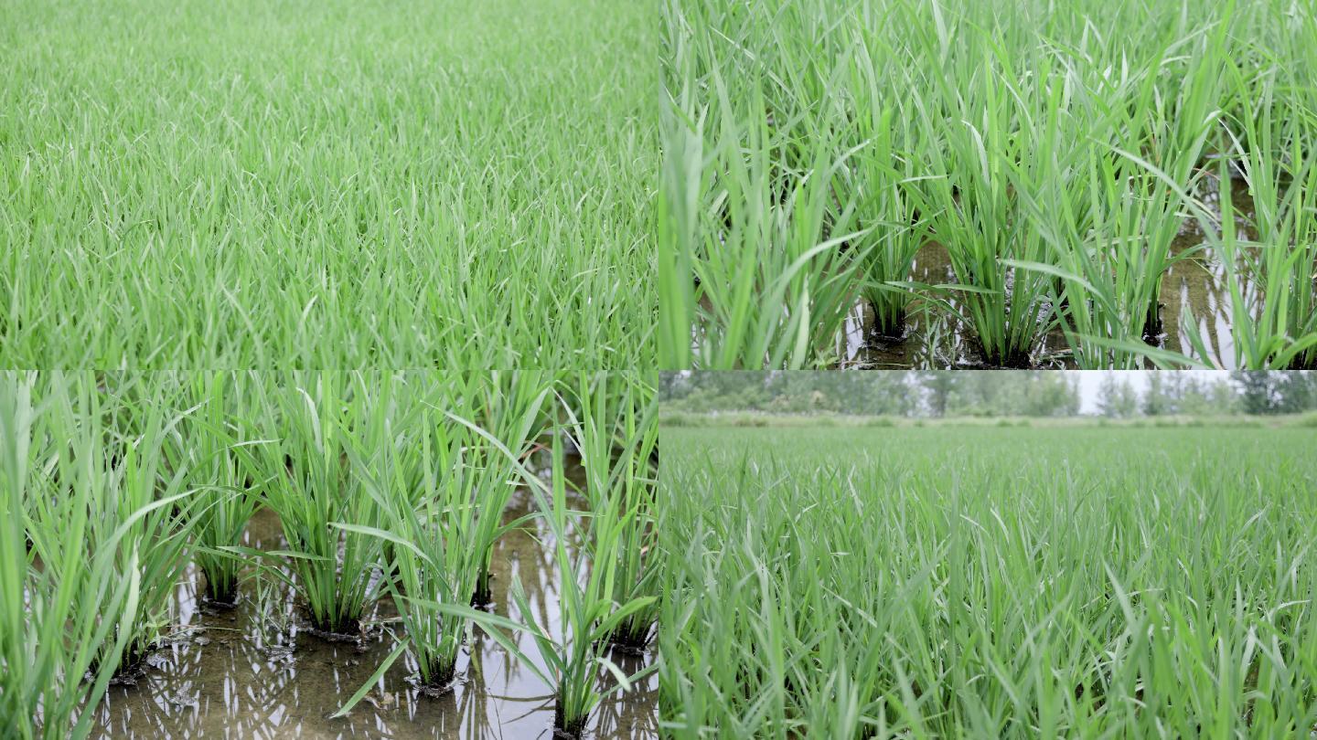 4K稻田中生长的绿色秧苗