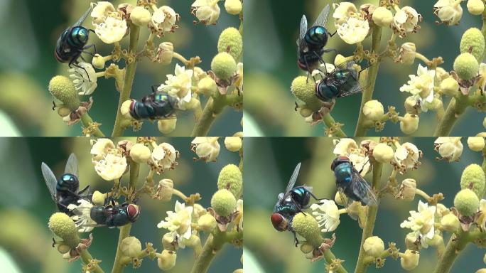 家蝇在花上打架苍蝇不卫生果蔬细菌