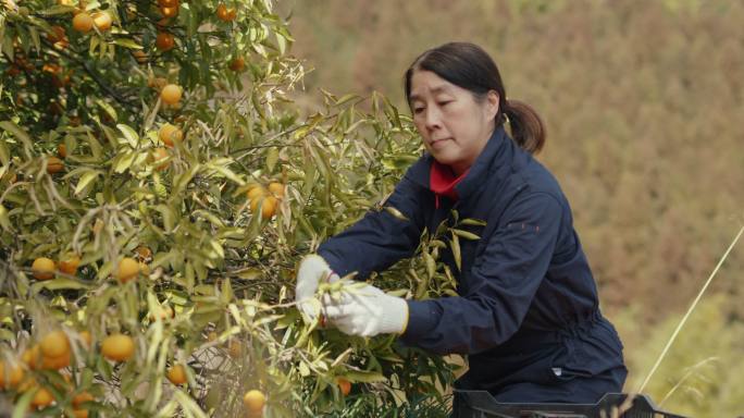 SLO MO MS-收获柑橘类水果的有机农民