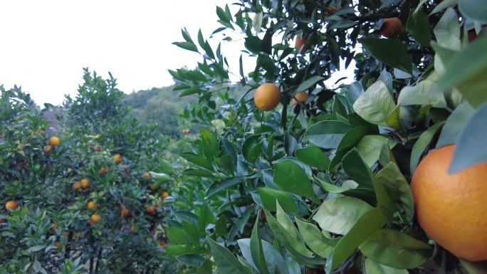 金橘在果园里成熟乡村振兴