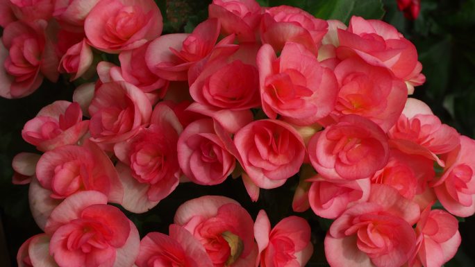 秋海棠鳞茎（玫瑰形），粉红色玫瑰形秋海棠爆裂