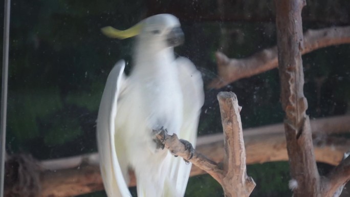【镜头合集】白色凤头鹦鹉大型鸟类保护