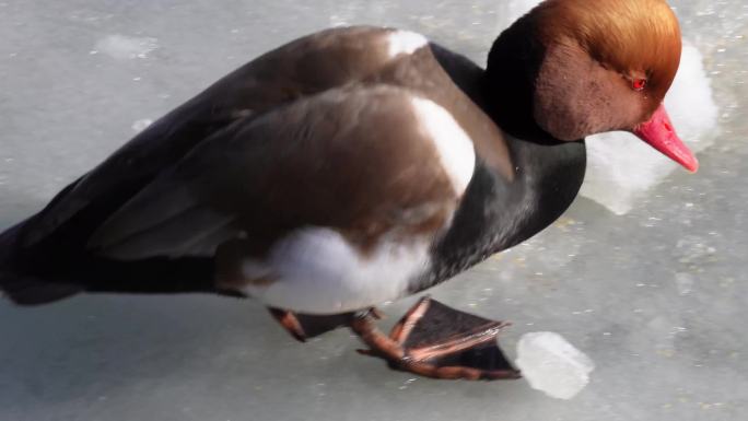 【镜头合集】冬季结冰湖面上的水禽鸭子鸳鸯