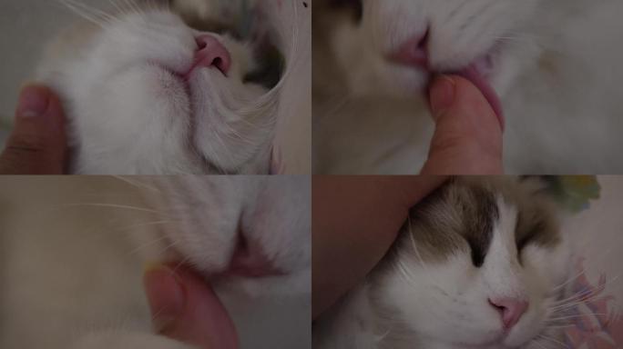 【镜头合集】布偶猫咪舔手猫舌头倒刺