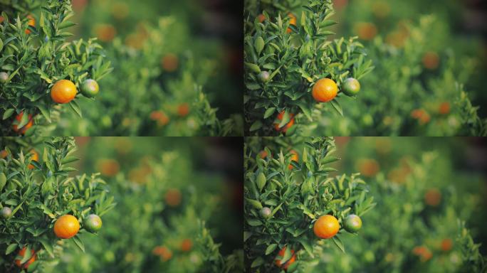 橘子树上的鲜橙乡村振兴