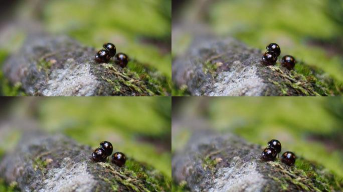 绿苔岩瓢虫微观世界大自然七星瓢虫大光圈唯
