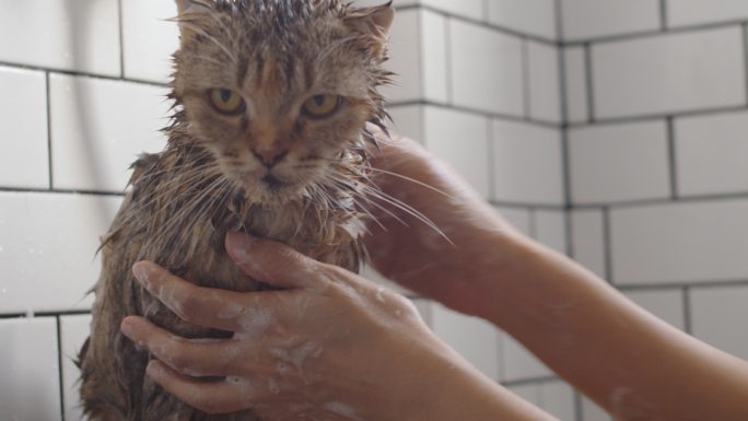 年轻的亚洲女性在浴室里洗澡或洗一只斑猫。