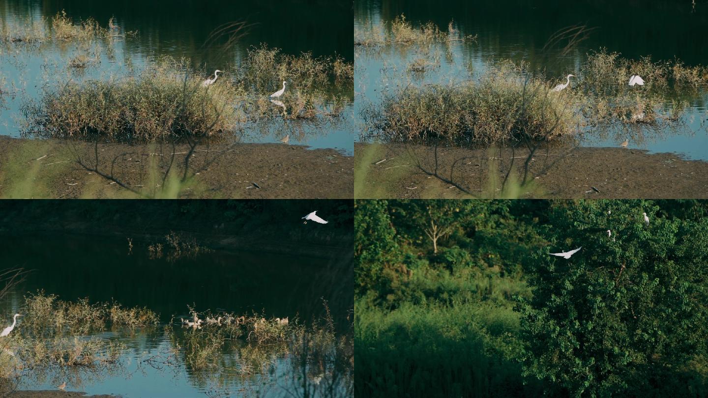 湿地 白鹭从水面飞起（调色版）