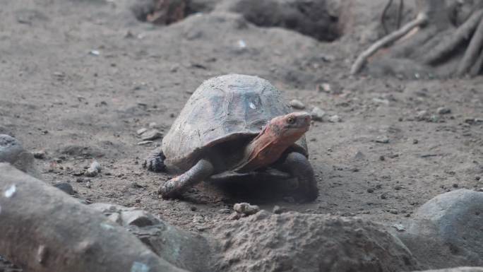 【镜头合集】象龟乌龟爬行动物辐射龟宠物龟