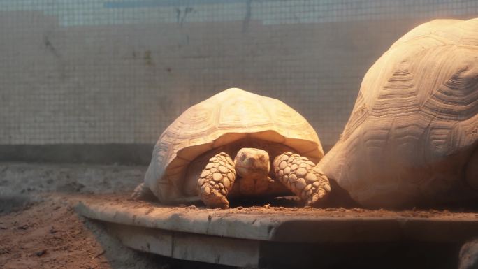 【镜头合集】象龟乌龟爬行动物辐射龟宠物龟