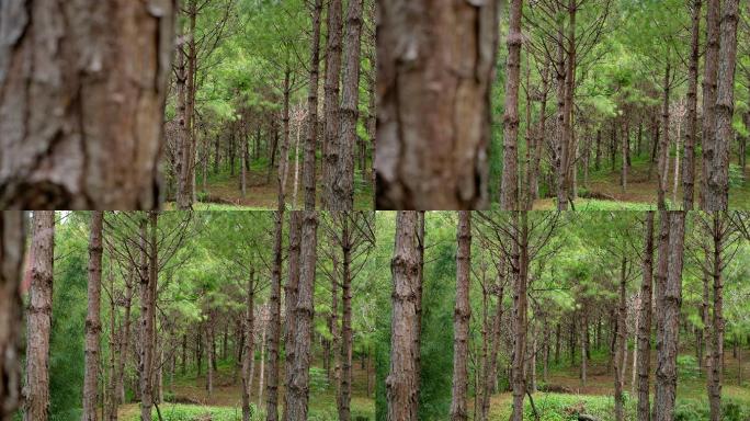 早上的松林，相机向右移动平移