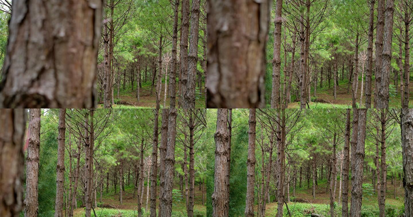 早上的松林，相机向右移动平移