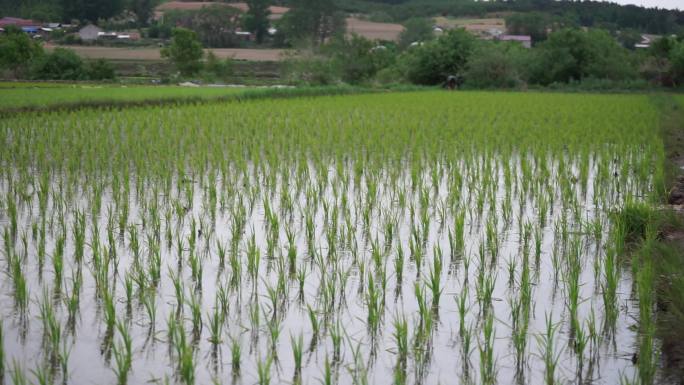 水稻苗 在稻田里的水稻