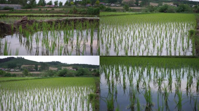 水稻苗 在稻田里的水稻