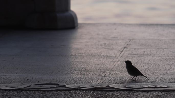西湖边水泥地上一只小鸟