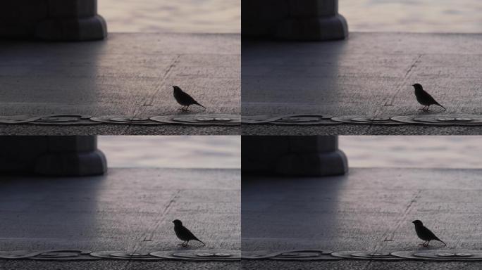 西湖边水泥地上一只小鸟