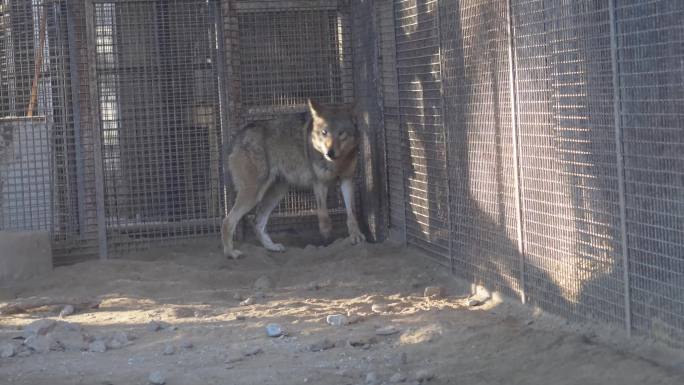 【镜头合集】动物园里的藏狐和狼  (2)