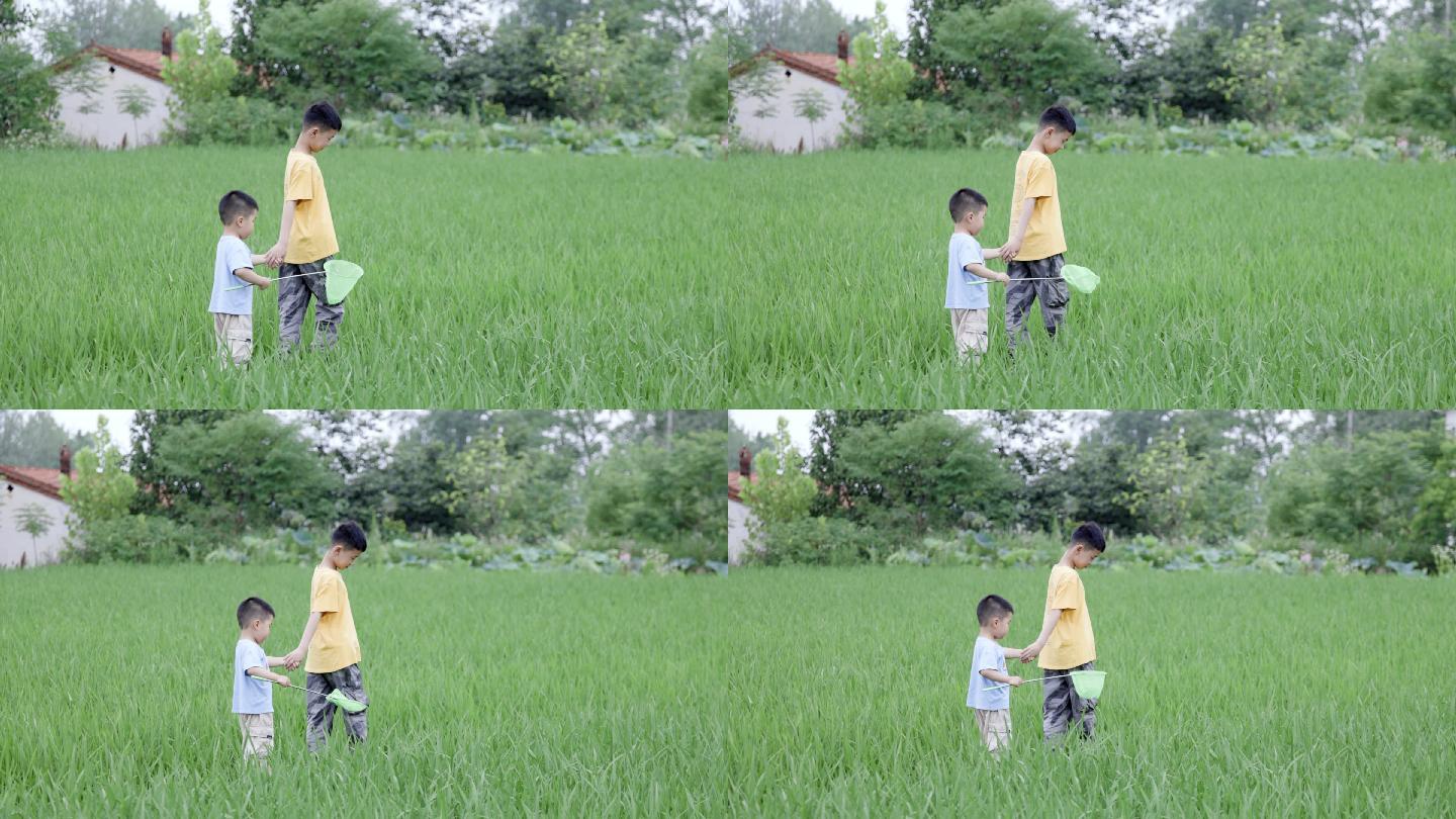 4K哥哥弟弟在稻田用网兜捕蜻蜓