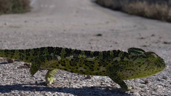 绿色蜥蜴在沥青路面上行走的超高清视频
