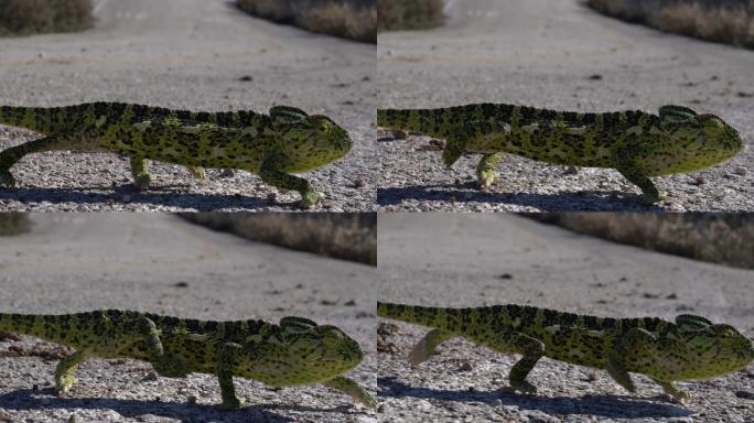 绿色蜥蜴在沥青路面上行走的超高清视频