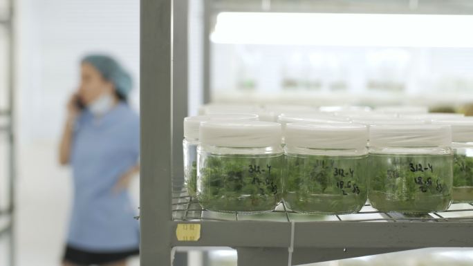 实验室离体植物培养皿打电话实验室人员
