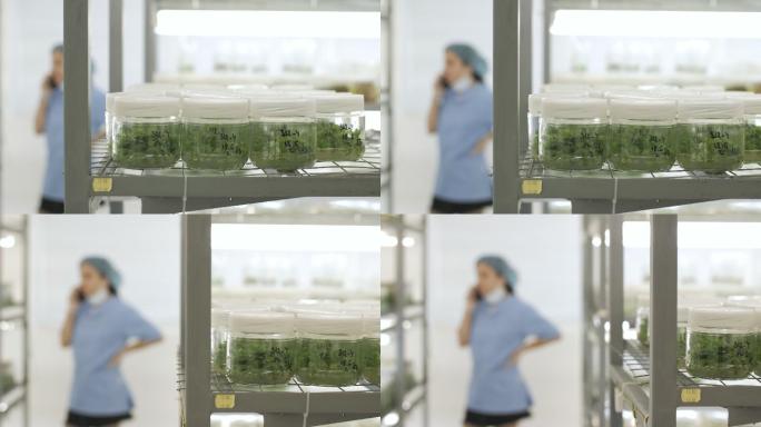 实验室离体植物培养皿打电话实验室人员