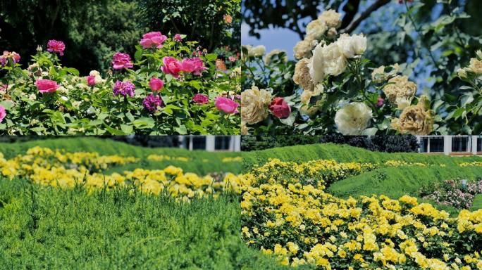 国家植物园鲜花