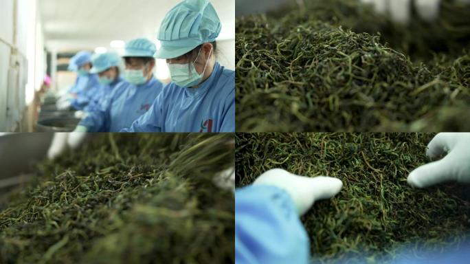 绿茶茶厂工人制茶机械炒茶手工