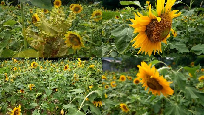 向日葵乡村振兴旅游种植葵花树林绿叶葵花