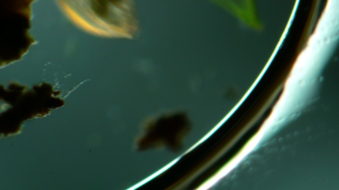 水蚤的显微镜观察显微镜下的世界