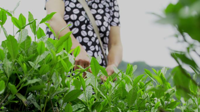 茶农采茶 茶山 茶叶 茶叶原产地