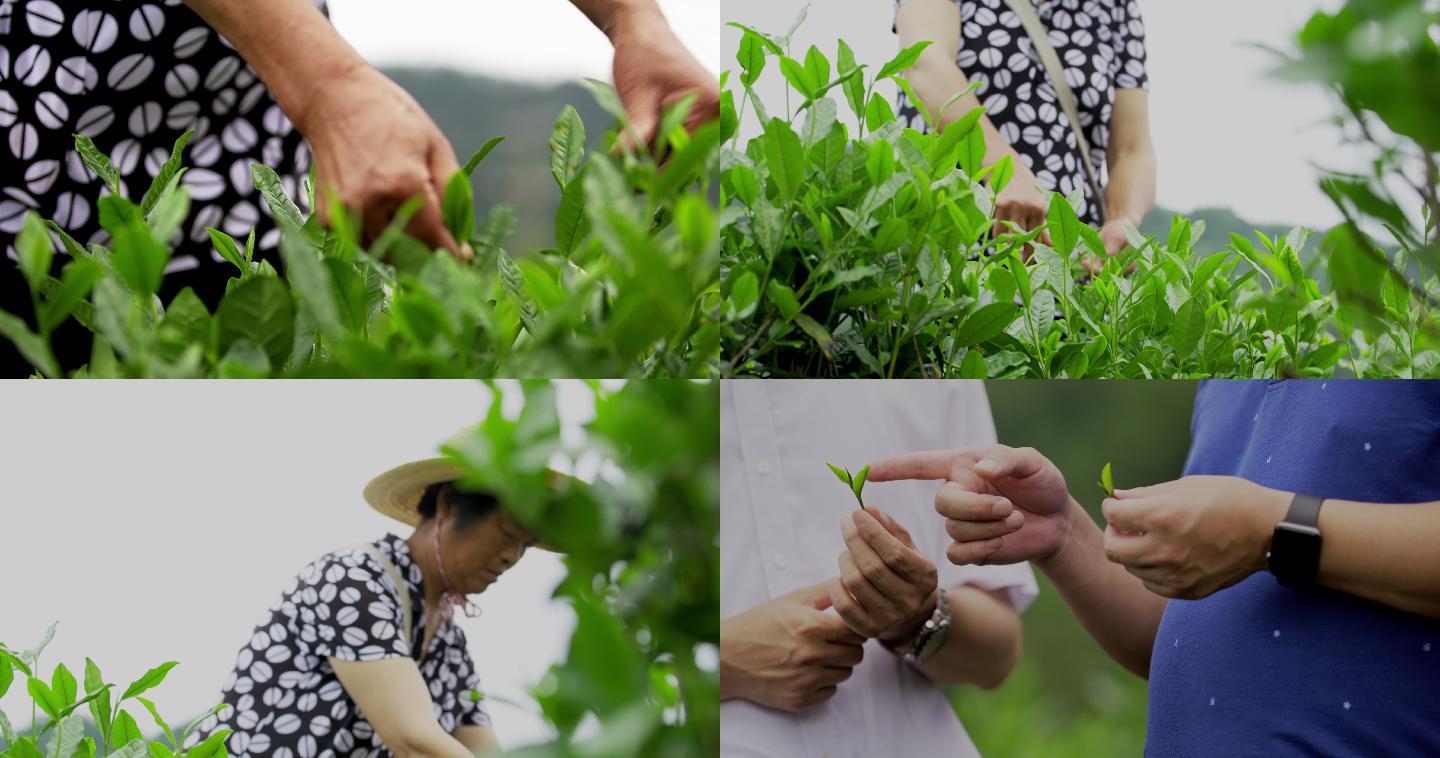 茶农采茶 茶山 茶叶 茶叶原产地