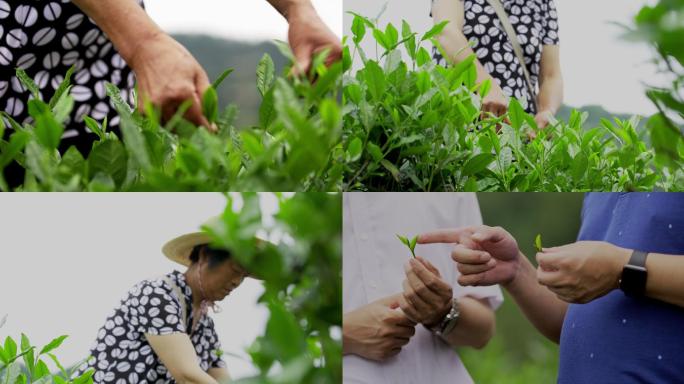 茶农采茶 茶山 茶叶 茶叶原产地