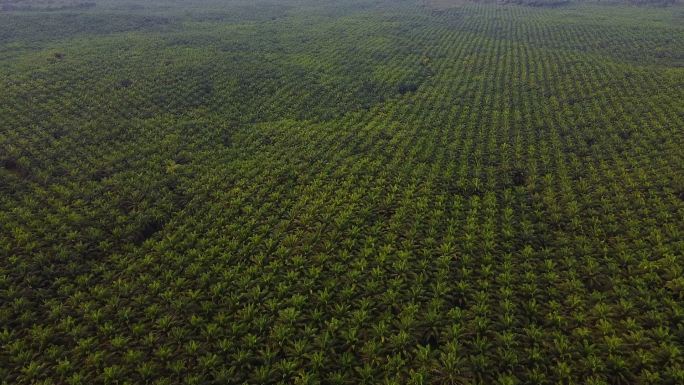 东亚棕榈油种植园绿色立体图。