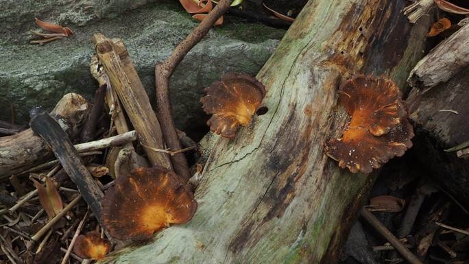 原木上的蘑菇腐朽朽木