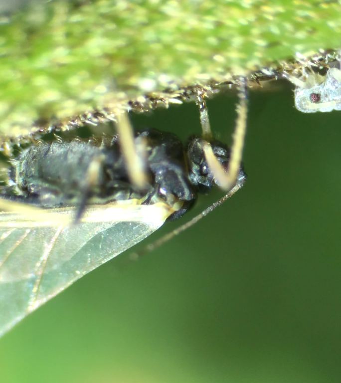 自媒体素材 显微镜下的蚜虫9