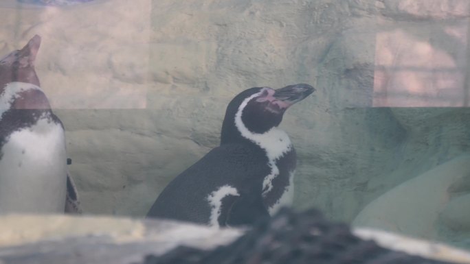 【镜头合集】南极企鹅帝王企鹅动物园水族馆