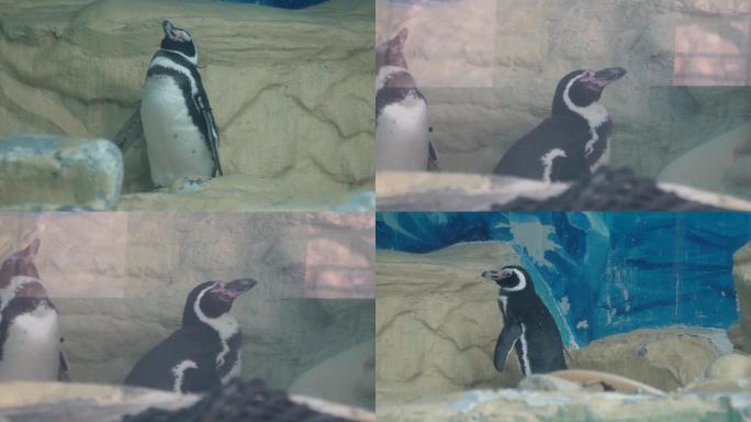 【镜头合集】南极企鹅帝王企鹅动物园水族馆