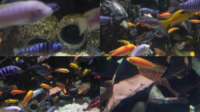 【镜头合集】鱼类三湖慈鲷彩色热带鱼水族
