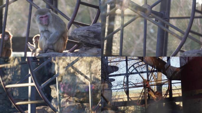 【镜头合集】猴子玩耍嬉戏猴山