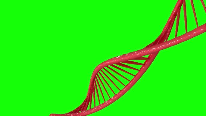 带有绿色屏幕或色度键背景的DNA链图示。摘要3D发光旋转DNA双螺旋。技术、科学、医学健康和解剖学的