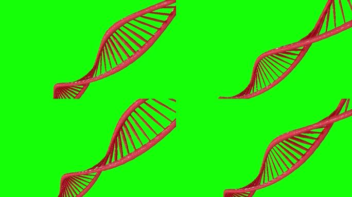 带有绿色屏幕或色度键背景的DNA链图示。摘要3D发光旋转DNA双螺旋。技术、科学、医学健康和解剖学的