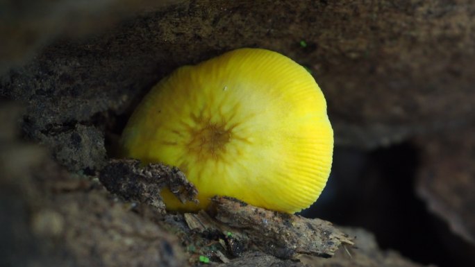 原木上的蘑菇黄色野生蘑菇生命力自然魔力