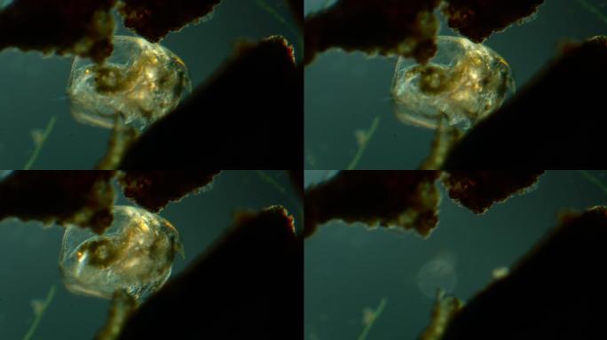 水蚤的显微镜观察生物游动晃动旋转生物状态