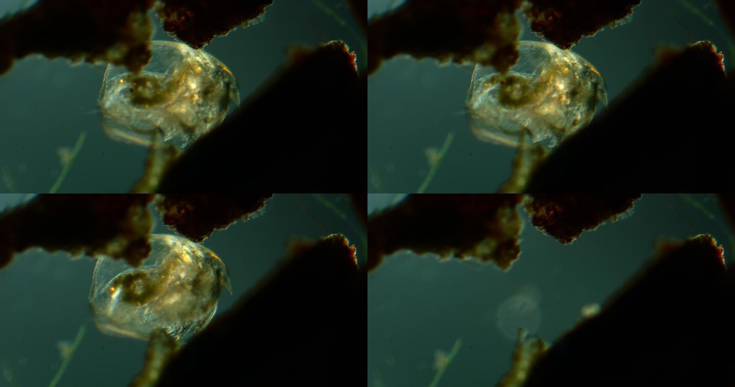水蚤的显微镜观察生物游动晃动旋转生物状态