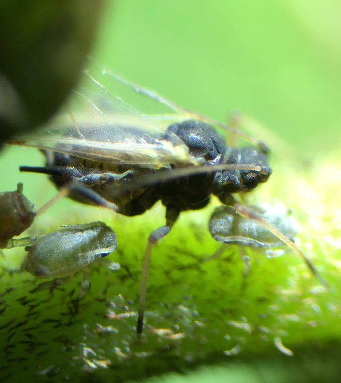 自媒体素材 显微镜下的蚜虫8