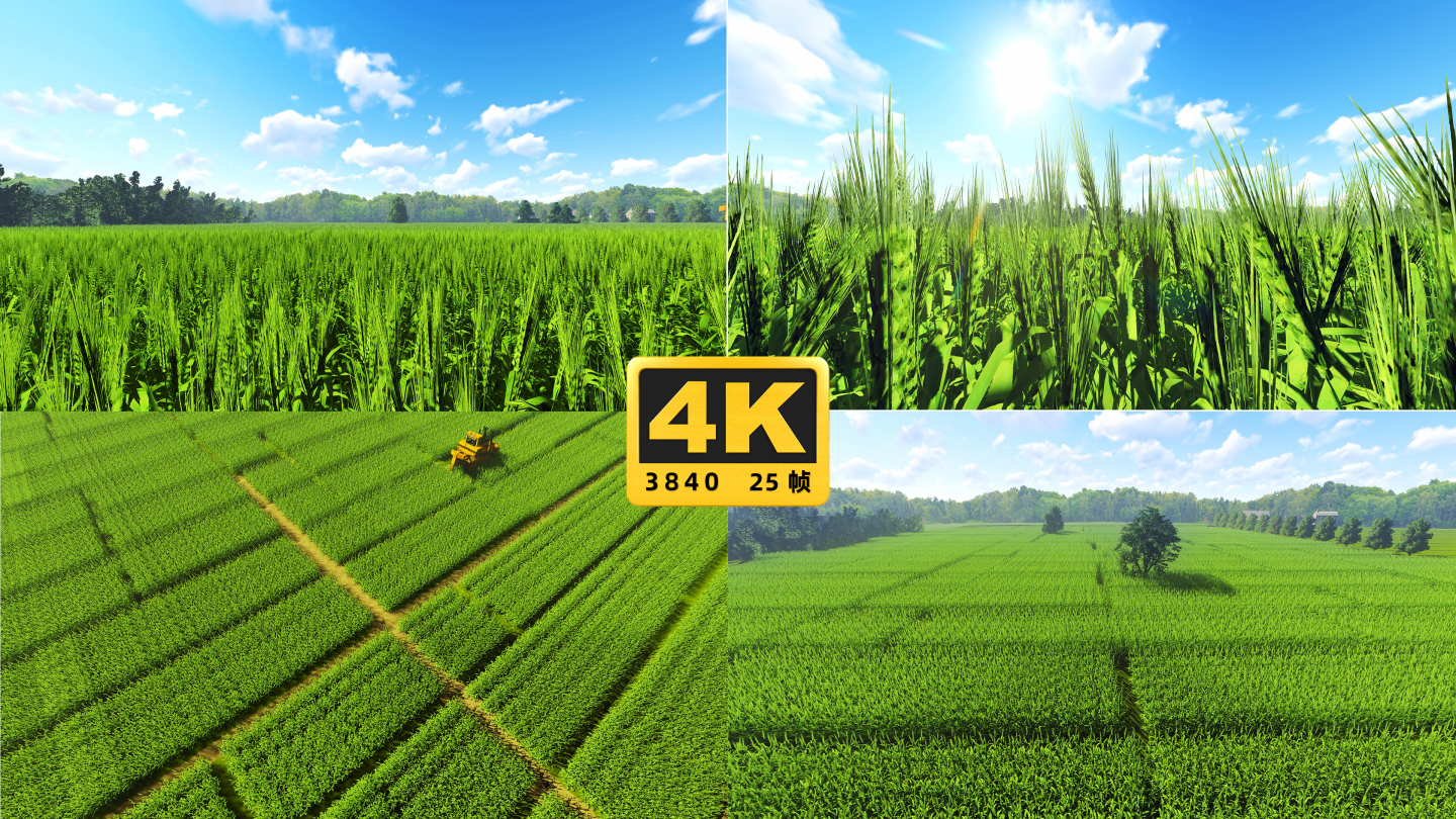 4K绿色水稻田