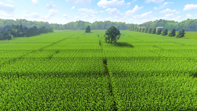 4K绿色水稻田